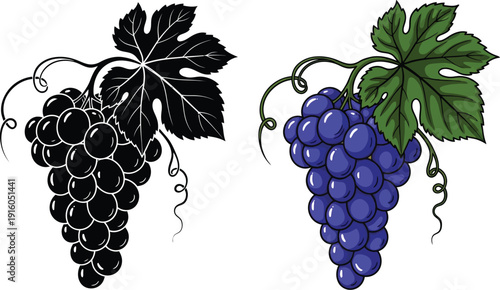 Two distinct grape illustrations featuring a black silhouette version beside a detailed colored purple bunch.