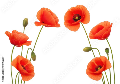 Vibrant red poppy flowers with green stems and buds isolated on white background