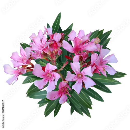 Nerium oleander pink flowers on transparency background.