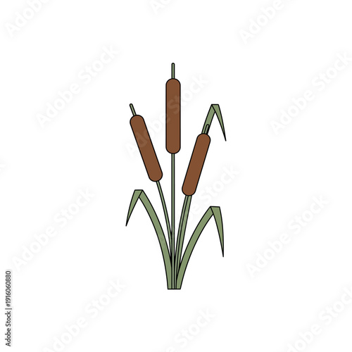 Simple vector illustration of common cattail plants, showcasing wetland flora, aquatic vegetation, and the beauty of marsh ecosystems with a clean, modern design