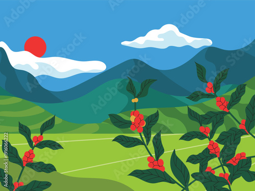 Coffee plantation natural landscape, coffee plants with mountains and cloudy blue sky