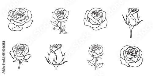Line drawings of roses in various stages of bloom Vector