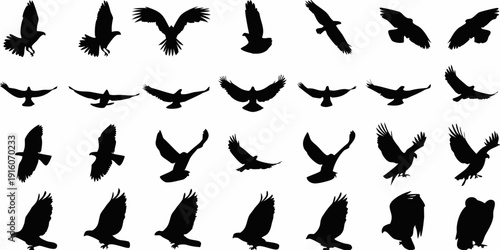 Collection of diverse bird silhouettes in various flight poses