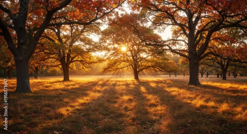 Golden Autumn Sunlight in a Forest of Oak Trees