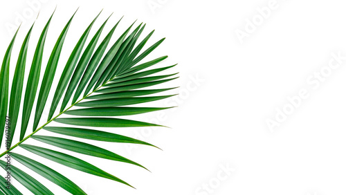 Fotografía Tropical palm leaf  isolated on transparent background