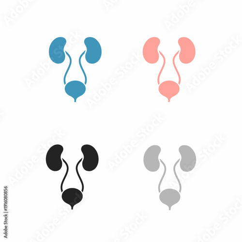Vector illustration of the human excretory system featuring kidneys and bladder. Medical icons shown in four colors for biology and health design.