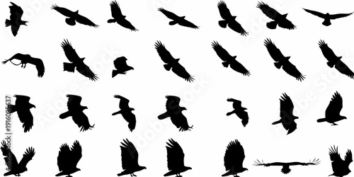 Silhouettes of various birds in flight against a white background