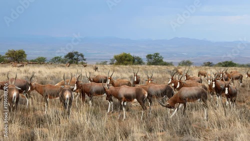 A herd of blesbok antelopes (Damaliscus pygargus) in late afternoon light with stormy sky, Mountain Zebra National Park, South Africa