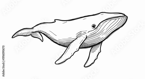 Whale Illustration Line Art Simple Design.