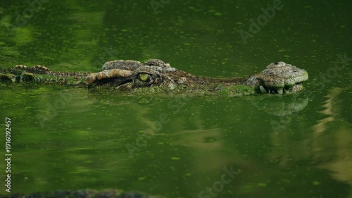Saltwater crocodile head and eyes emerging from green water, close-up wildlife scene with calm surface and natural habitat details