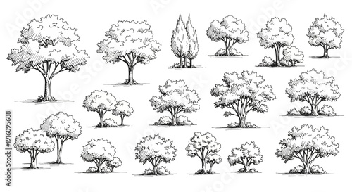 Hand Drawn Architectural Tree Elevation Set with Detailed Hatching for Landscape Design
