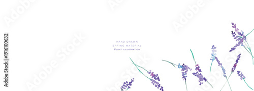 水彩画。水彩タッチのラベンダーベクターイラスト。ラベンダーの春植物背景。Watercolor painting. Watercolor lavender vector illustration. Lavender spring plant background.