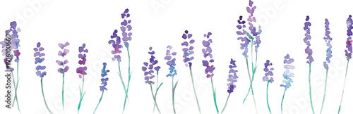 水彩画。水彩タッチのラベンダーベクターイラスト。ラベンダーの春植物背景。Watercolor painting. Watercolor lavender vector illustration. Lavender spring plant background.