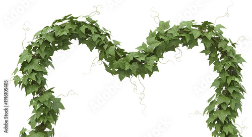 Green Ivy Vine Archway Isolated on Black