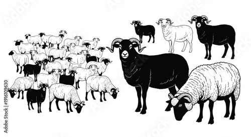 Collection of Domestic Sheep and Rams Illustration, Featuring a Large Black Ram and Flocks of Woolly Ewes in Various Poses, Isolated on White Background for Farm and Livestock Design Projects