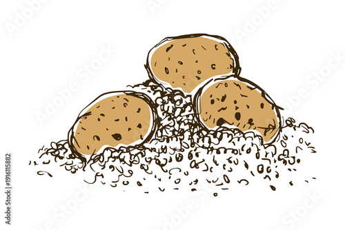 Potato hand drawn illustration. Vector doodle style tubers on ground. Raw organic vegetables sketch for farm market, rustic restaurant menu design, agricultural labels, or healthy food packaging.