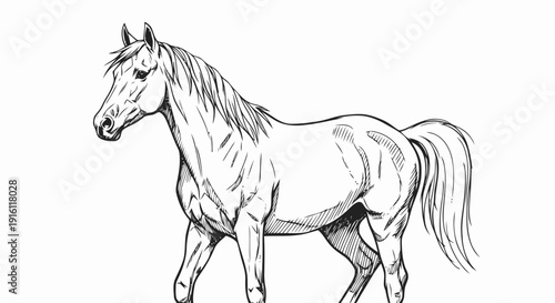 Simple Line Drawing of a Horse.