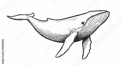 Detailed Illustration of a Whale.