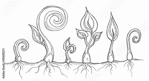 Seedlings at Different Stages of Growth.