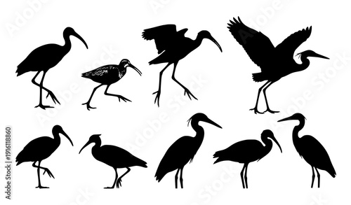Wading and shorebird silhouette set ibis sandpiper coastal bird vector collection