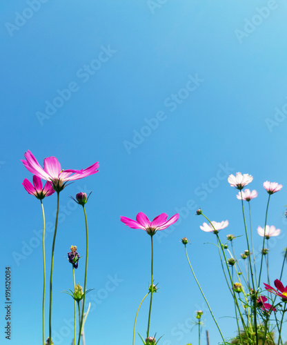 pink poppy flowers