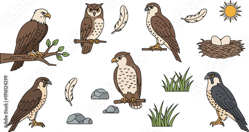 Birds of prey and nature elements set, flat vector illustrations of bald eagle, owl, falcon and hawk with nest, feathers and grass isolated on white background.