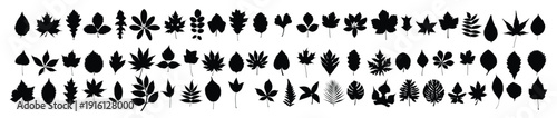 set silhouettes leaves of trees and shrubs