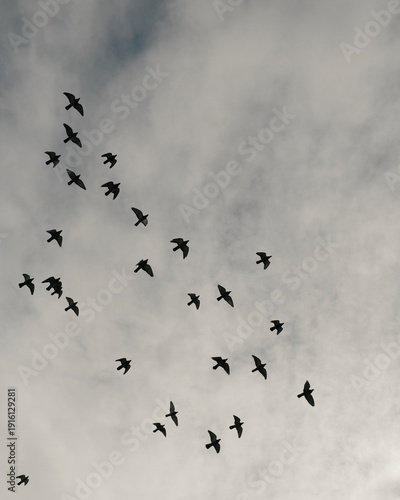 Photography Flock of birds flying across cloudy sky in silhouette