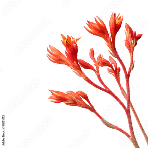 Kangaroo Paw Clean Isolated on White Background for Professional Use