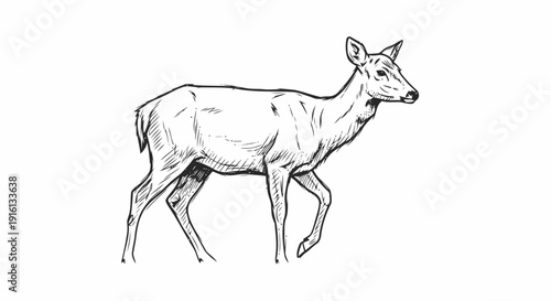 Deer Illustration Walking Sideways Simple Line Art.