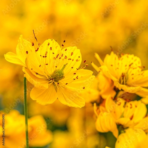 A close-up view of a vibrant yellow flower