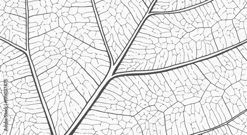 Close-up of Leaf Veins and Structure.