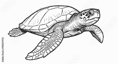 Sea Turtle Illustration Detailed Drawing.