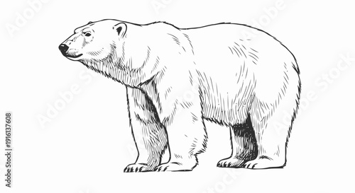 Detailed Polar Bear Standing Illustration.