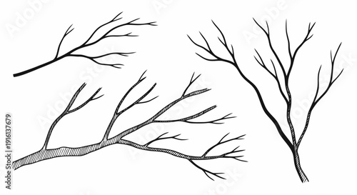 Bare Tree Branches Illustration Black White.