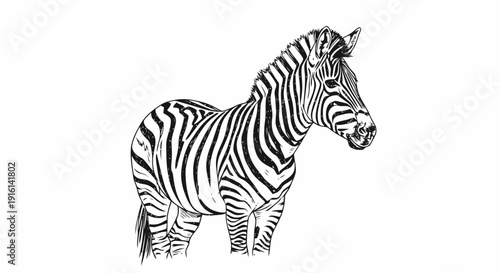 Black and White Zebra Illustration Standing.