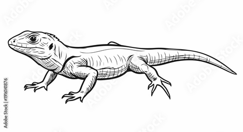 Black and White Lizard Illustration.