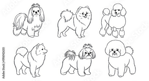 Set of Six Dog Breeds Line Art Illustrations: Poodle, Shih Tzu, Pomeranian, Bichon Frise