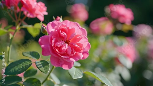 A close-up view features a fully bloomed pink rose with blurred flowers in background
