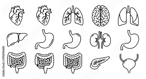 Internal anatomy flat line icon set black vector