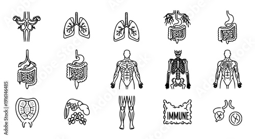 Anatomical system outline icon set black vector