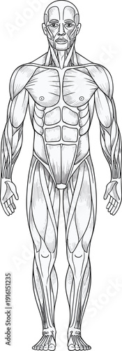 Anatomical Illustration of Human Muscular System Front View anatomy muscles