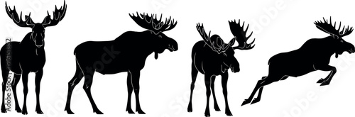 Moose silhouette poses set, wild elk animal vector collection, monochrome wildlife illustration isolated for hunting outdoor branding nature design graphics