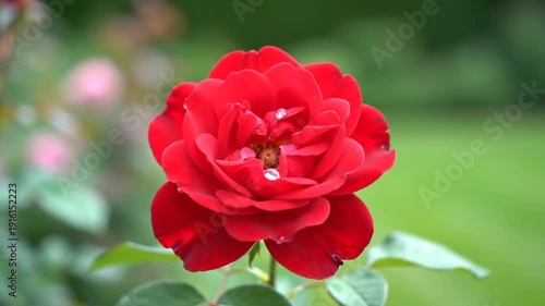 A vibrant red rose, petals glistening with water droplets, against a soft green background