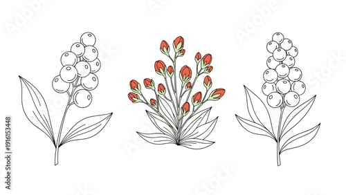 Botanical illustration featuring three different types of berry clusters and small red flowers with green leaves on a clean white background.