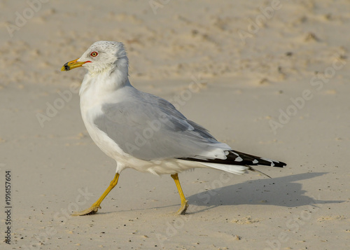 Ring-billed Gull walking on Malaquite beach near Corpus Christi, Texas