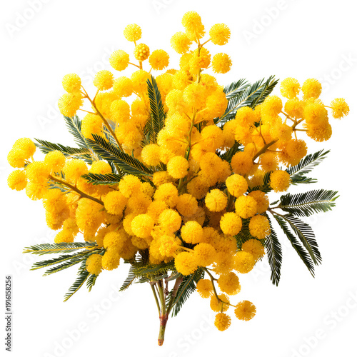 Vibrant Mimosa Flower Bouquet Isolated on White Background for Design Projects