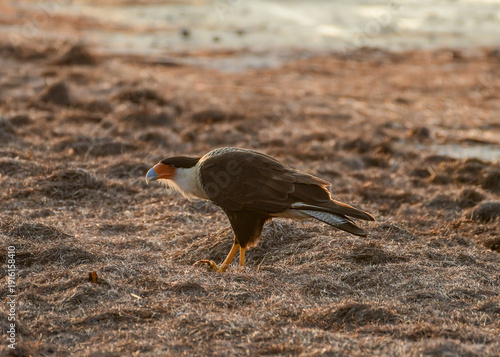 Crested Caracara foraging on a beach in Corpus Christi.