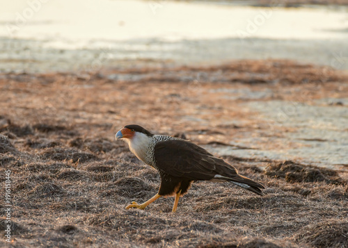 Crested Caracara foraging on a beach in Corpus Christi.