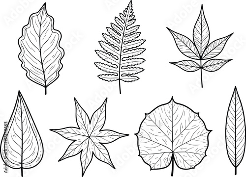 Diverse illustrations of various leaf shapes and venation patterns in botanical art isolated on transparent background, Vector